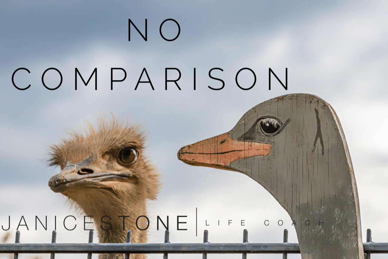 The danger of comparison - blog by Janice Stone